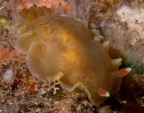 Dendrodoris sp. #1: pale brown, blotchy