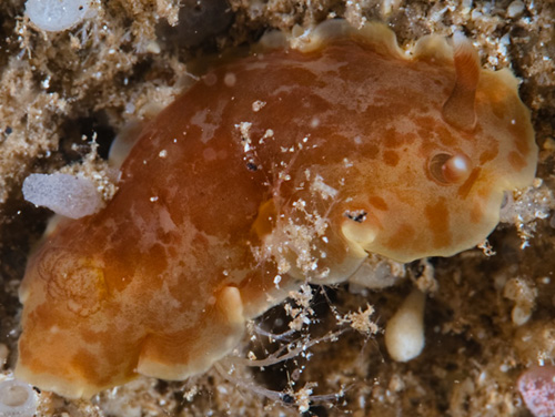 Dendrodoris sp. #1: pale brown, darker blotches