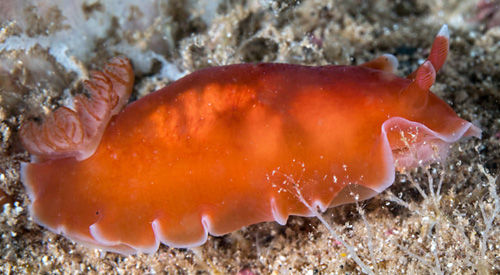 Dendrodoris sp. #1: translucent