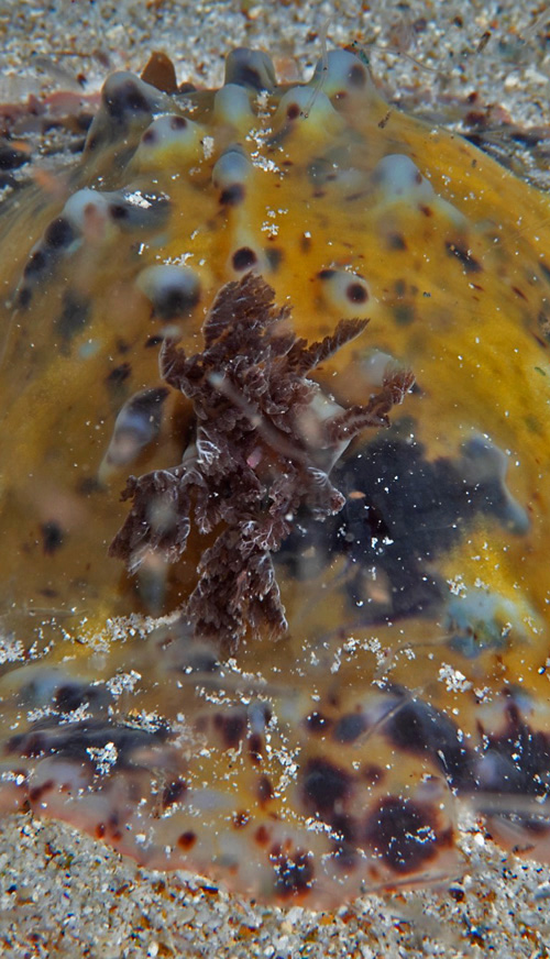 Dendrodoris sp. #10: center, detail