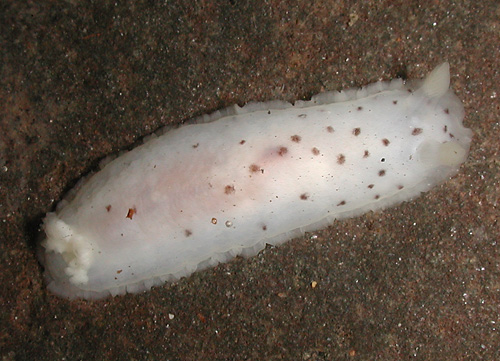 Dendrodoris sp. #8