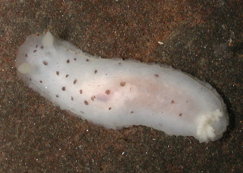 Dendrodoris sp. #8: 2nd view