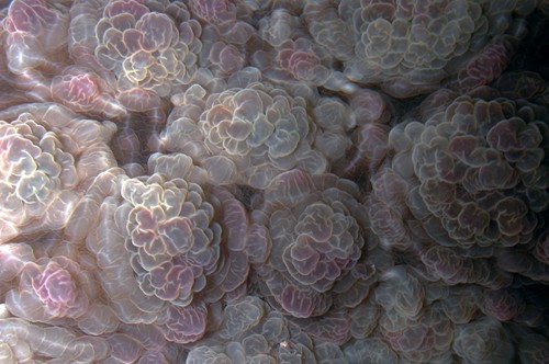 Dendrodoris tuberculosa: detail