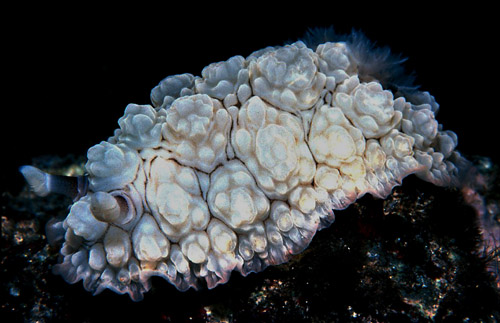 Dendrodoris tuberculosa: side, pale