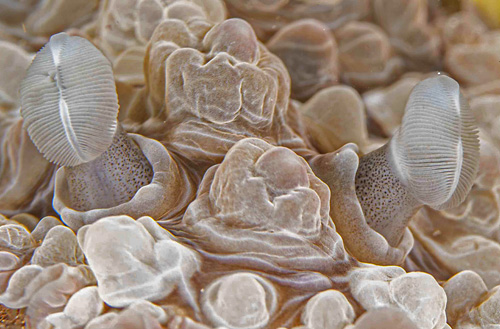 Dendrodoris tuberculosa: rhinophores