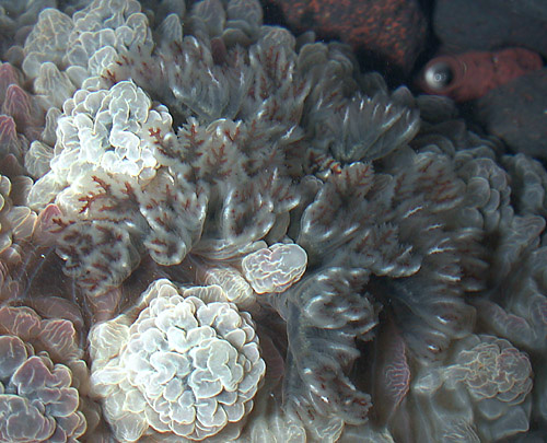 Dendrodoris tuberculosa: branchia