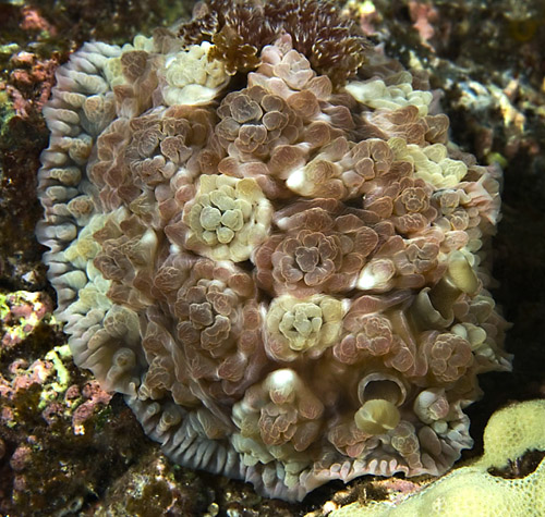 Dendrodoris tuberculosa: tall secondary tubercles