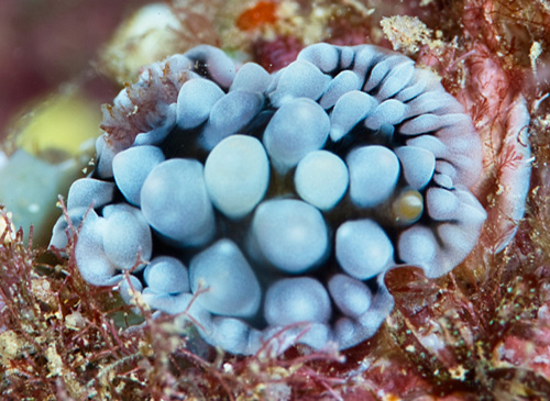 Dendrodoris tuberculosa: young, 15-20 mm