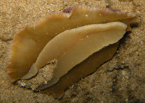 Dendrodoris tuberculosa: underside, atypical