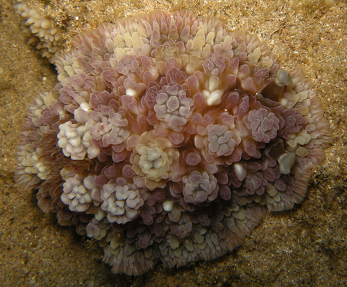 Dendrodoris tuberculosa: underside, atypical