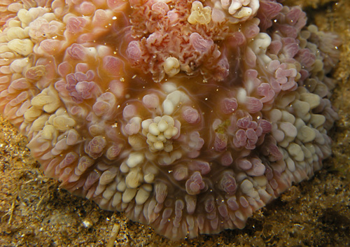 Dendrodoris tuberculosa: underside, atypical (refraction lines)s)