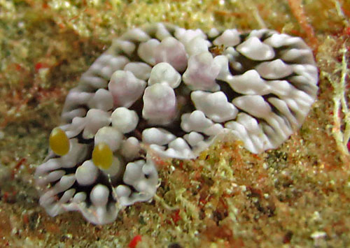 Dendrodoris tuberculosa: young