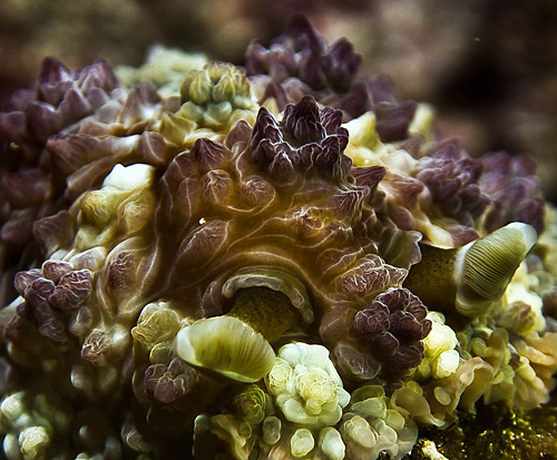 Dendrodoris tuberculosa: rhinophores, dark