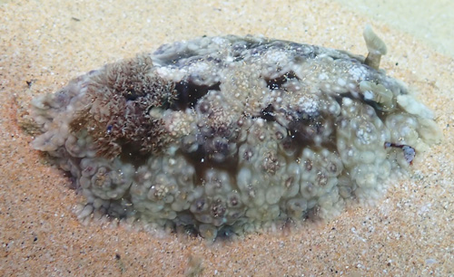 Dendrodoris tuberculosa: low tubercles