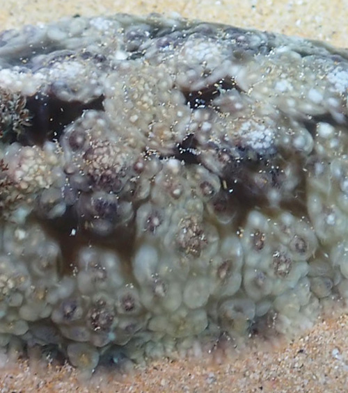 Dendrodoris tuberculosa: low tubercles, detail