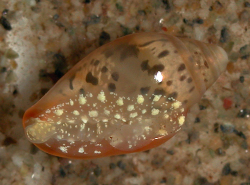 Dentimargo pumila: underside