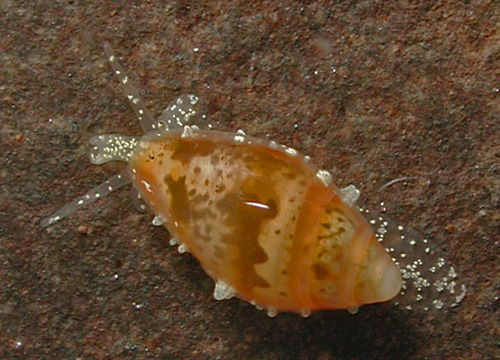 Dentimargo pumila: tubercles