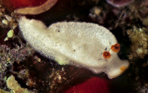 Dermatobranchus cf. piperoides