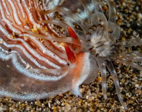 Dermatobranchus rubidus: feeding, detail