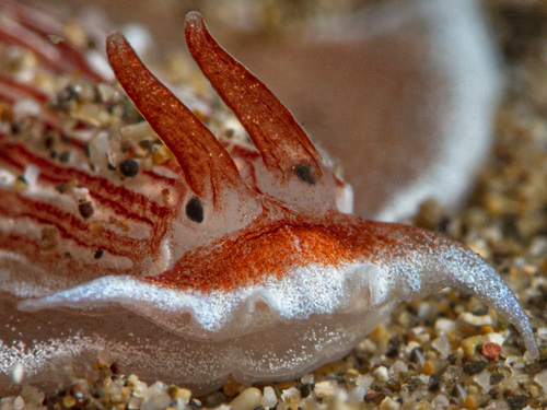 Dermatobranchus rubidus: front, detail