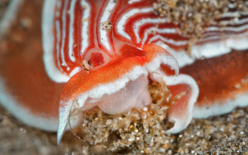 Dermatobranchus rubidus: feeding, detail