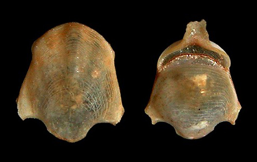 Diacavolinia pacifica: shell