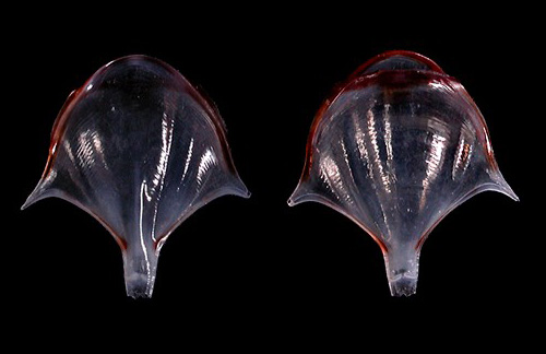 Diacria major: shell