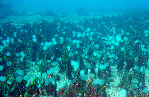 Diniatys dubius: egg masses in field