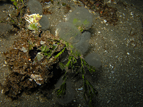 Diniatys dubius: cluster of egg masses in field