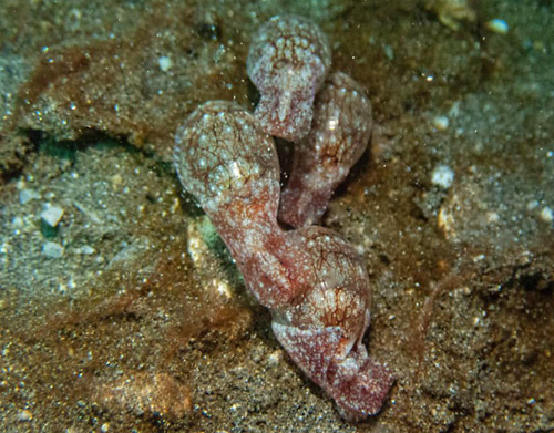 Diniatys dubius: mating aggregation in field