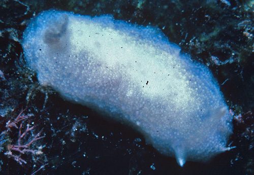 Unidentified Discodorid #17: 2nd animal