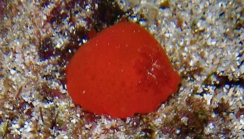 Unidentified Discodorid #18: branchia, rear