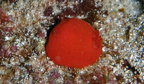 Unidentified Discodorid #18: branchia, side