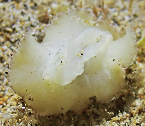 Unidentified Discodorid #4: underside