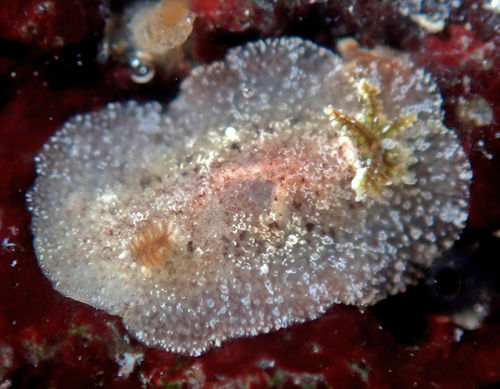 Unidentified Discodorid #20