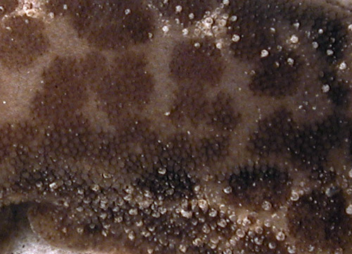 Unidentified Discodorid #5: notum detail