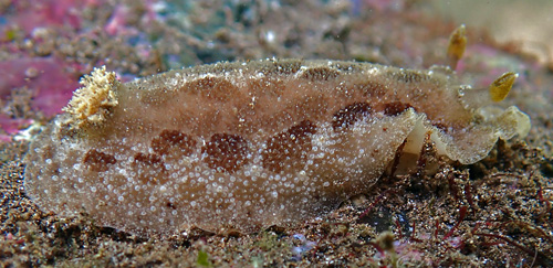 Unidentified Discodorid #5: side