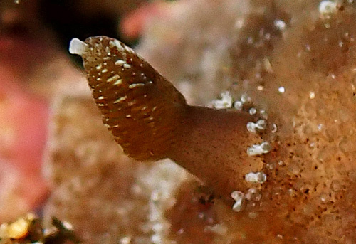 Unidentified Discodorid #5: rhinophore