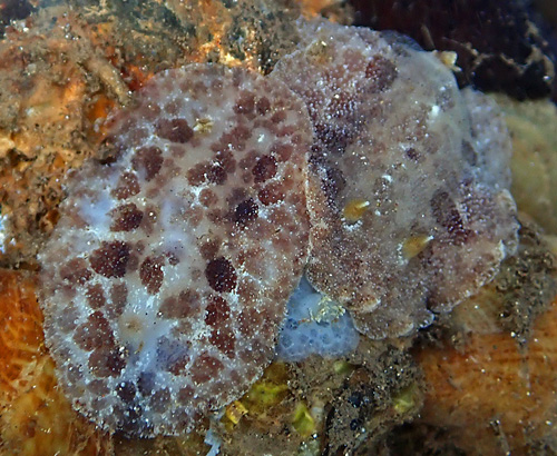 Unidentified Discodorid #5: resting pair