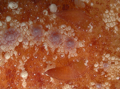 Discodoris cebuensis: rhinophores