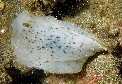 Discodoris lilacina: underside, extensive spotting