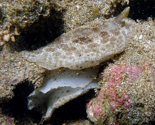 Discodoris lilacina: underside, extensive spotting