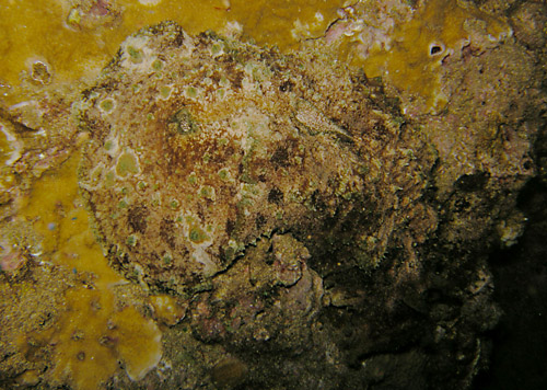 Dolabella auricularia: intermediate