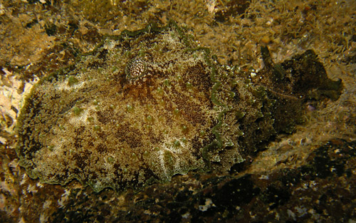 Dolabella auricularia: intermediate