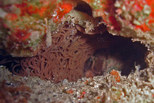 Dolabella auricularia: egg mass