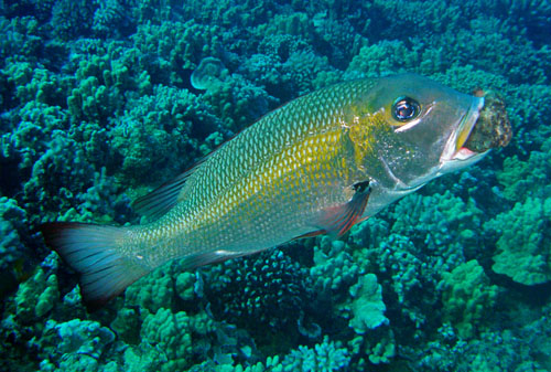 Dolabella auricularia: possible predation, bigeye emperor