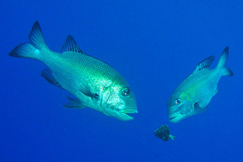 Dolabella auricularia: possible predation, competing bigeye emperors