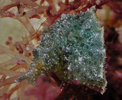 Dolabella auricularia: young, green