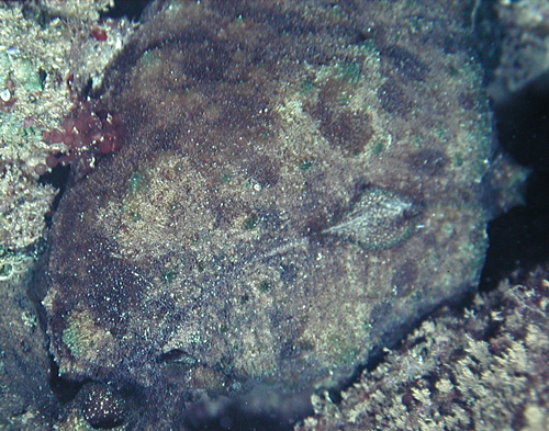 Dolabella auricularia: small tubercles