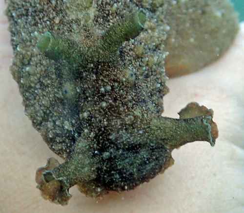 Dolabella auricularia: front